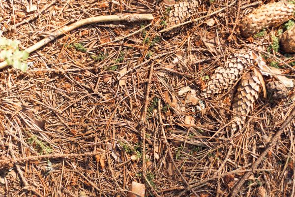 Cost of Pine Needles Removal in Livermore