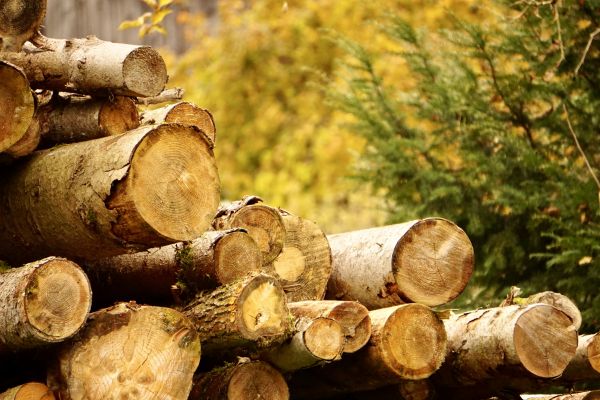 Wood Pile Removal in Livermore