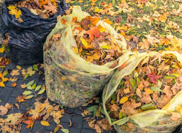 Yard Cleanup Service in Livermore