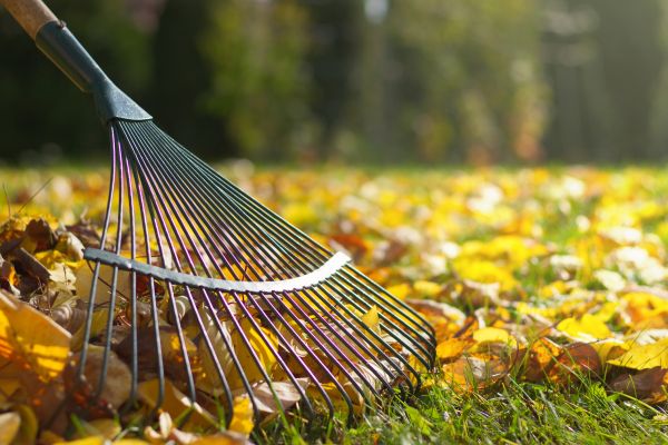 Leaf Raking Service in Livermore
