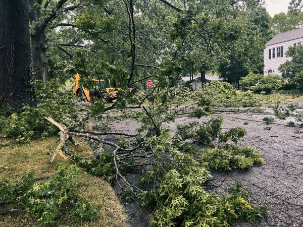 Tree Branch Disposal in Livermore