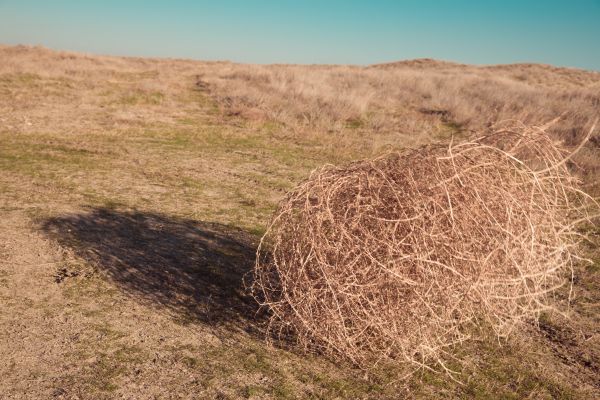 Tumbleweed Removal in Livermore