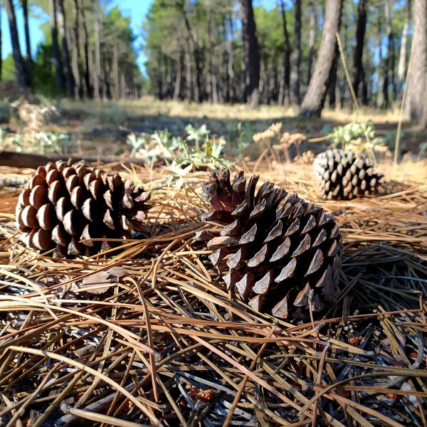 Cost of Pine Cone Removal in Livermore