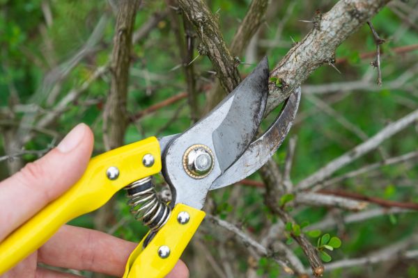 Limbs Removal in Livermore