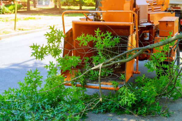 Tree Branches Removal in Livermore