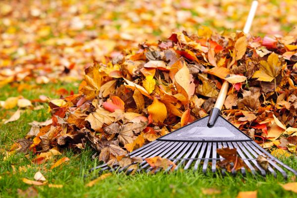 Yard Leaf Removal in Livermore