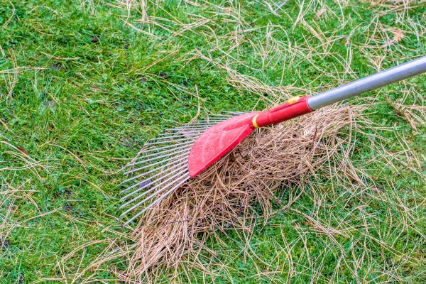 Yard Raking in Livermore