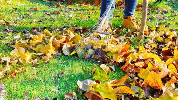 Lawn Cleanup Service in Livermore