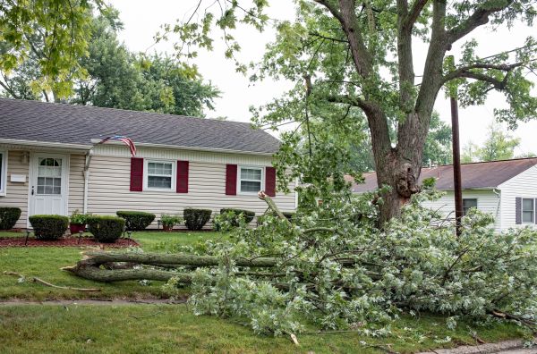 Fallen Branch Removal in Livermore