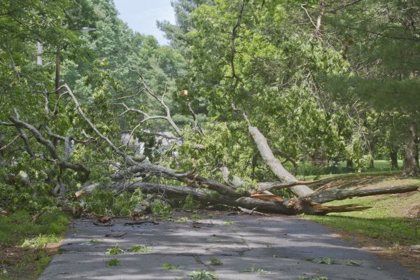 Tree Debris Removal in Livermore