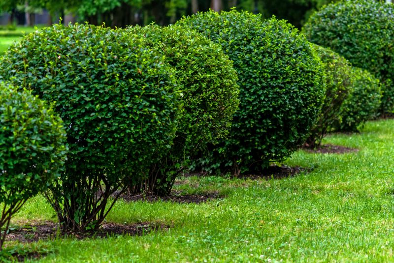 Pruned Trees and Shrubs